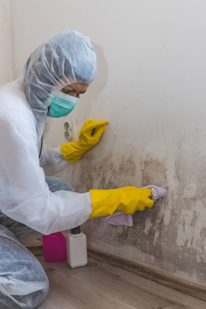 Best Attic Mold Removal  in Fort Thompson, SD